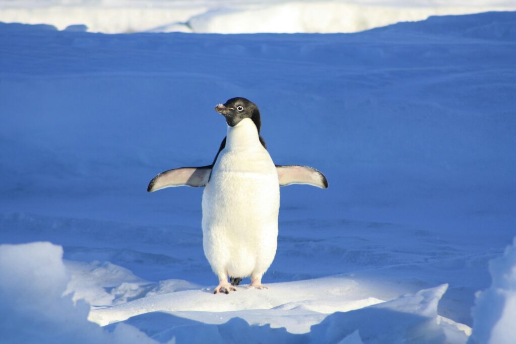 Antarctica: The Frozen Continent
